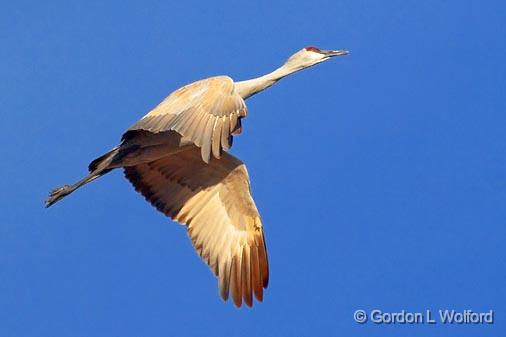 Sandhill Crane_73189.jpg - Sandhill Crane (Grus canadensis) in flightPhotographed in the Bosque del Apache National Wildlife Refuge near San Antonio, New Mexico, USA.